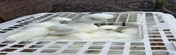 Chickens poultry for sale: Pure breed bantoms - Advert 1