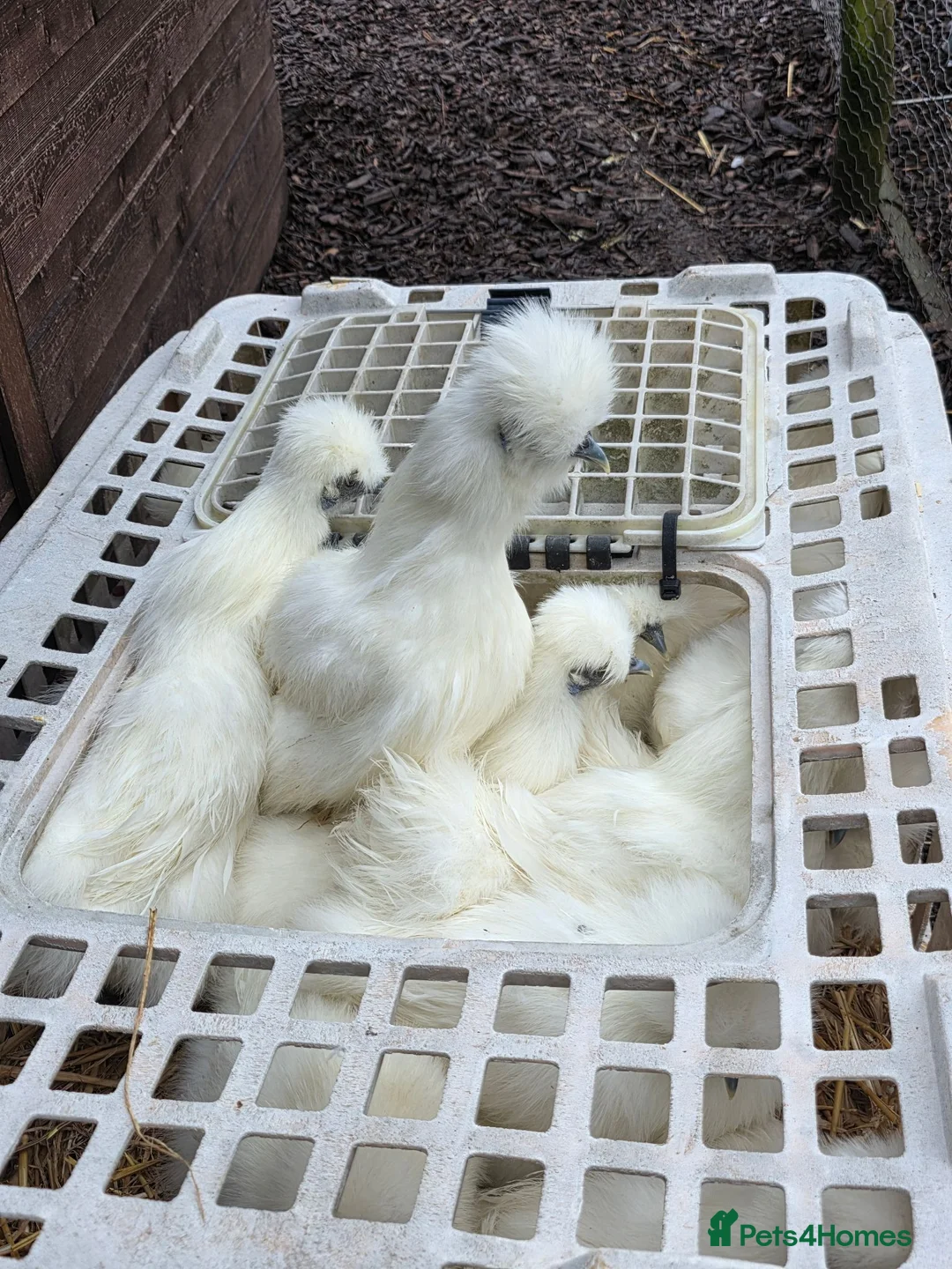 Chickens poultry for sale: Pure breed bantoms - Advert 1