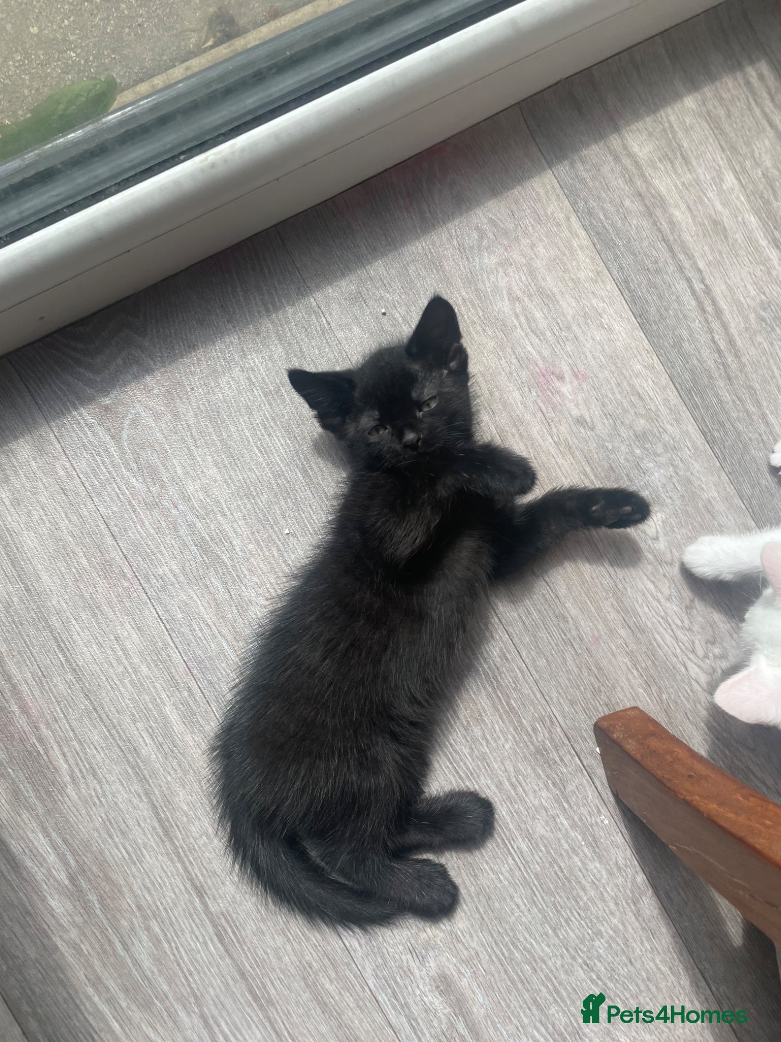 Mixed Breed cats for sale:  Black/dark brown mackerel tabby - Advert 6