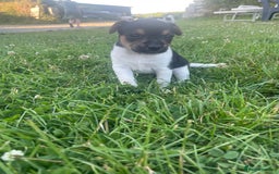Jack Russell dogs for sale: Beautiful Jack Russell Girls  - Image 4