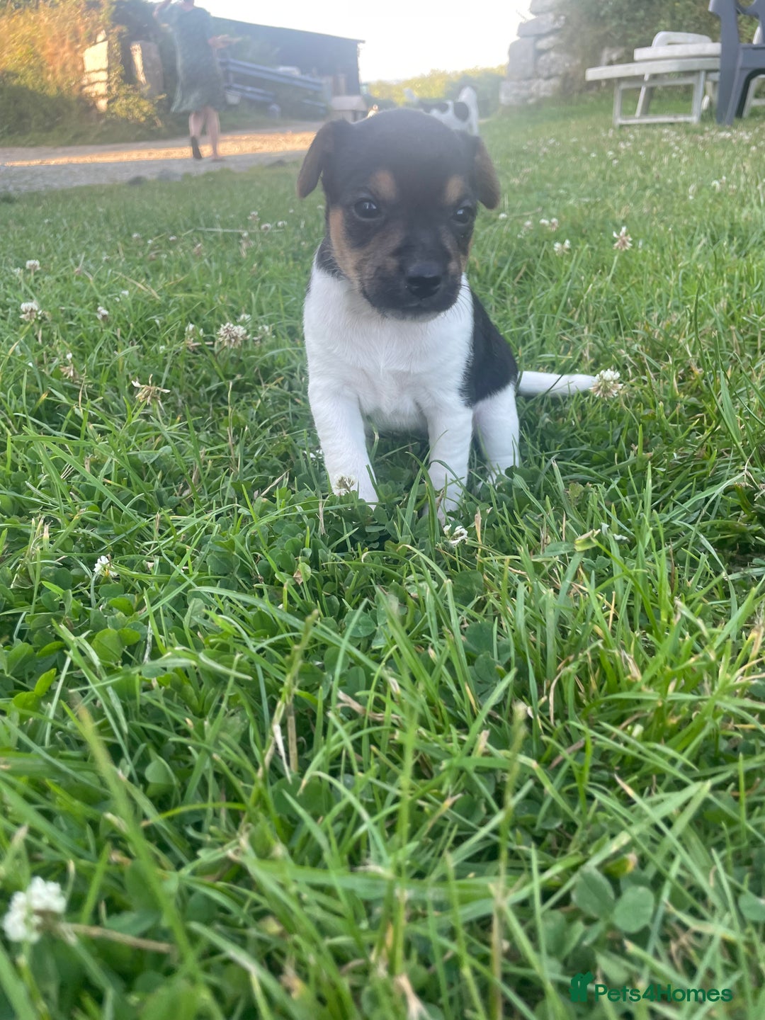 Jack Russell dogs for sale: Beautiful Jack Russell Girls  - Image 4