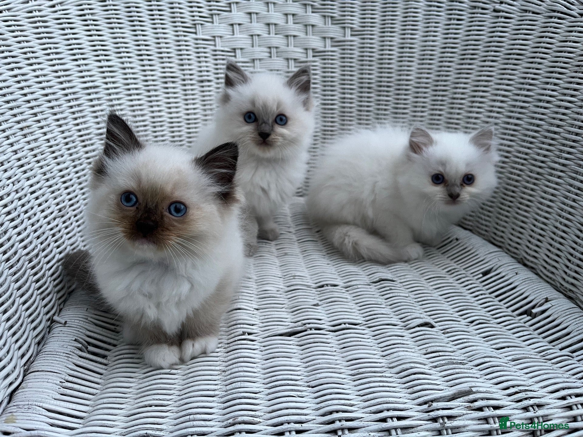 Ragdoll cats GCCF Registered purebred Ragdoll kittens - Advert 1