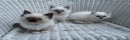 Ragdoll cats for sale: GCCF Registered purebred Ragdoll kittens - Advert 1