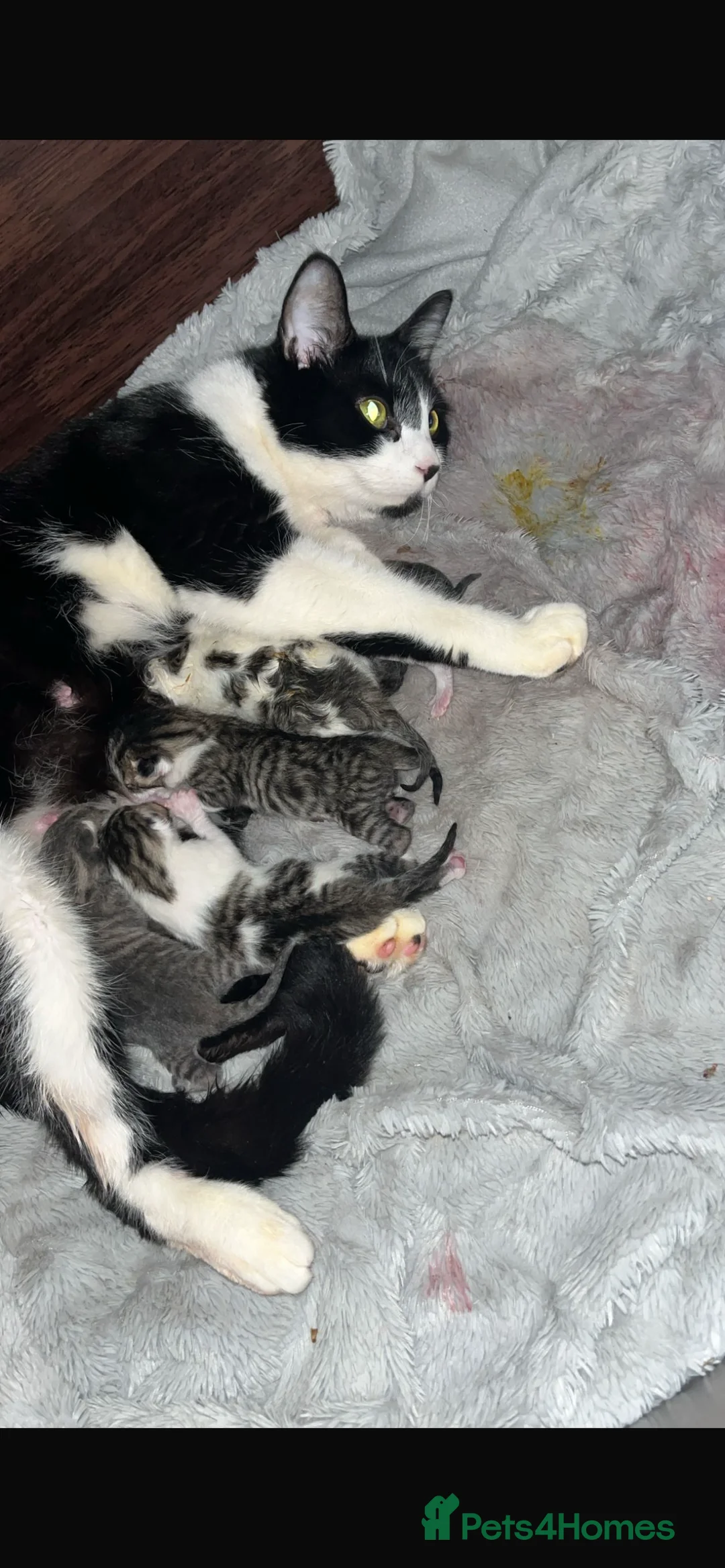 British Shorthair cats for sale: 8 week old kittens  - Advert 2