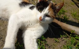 Mixed Breed cats for sale: Gorgeous mixed kittens - Image 2