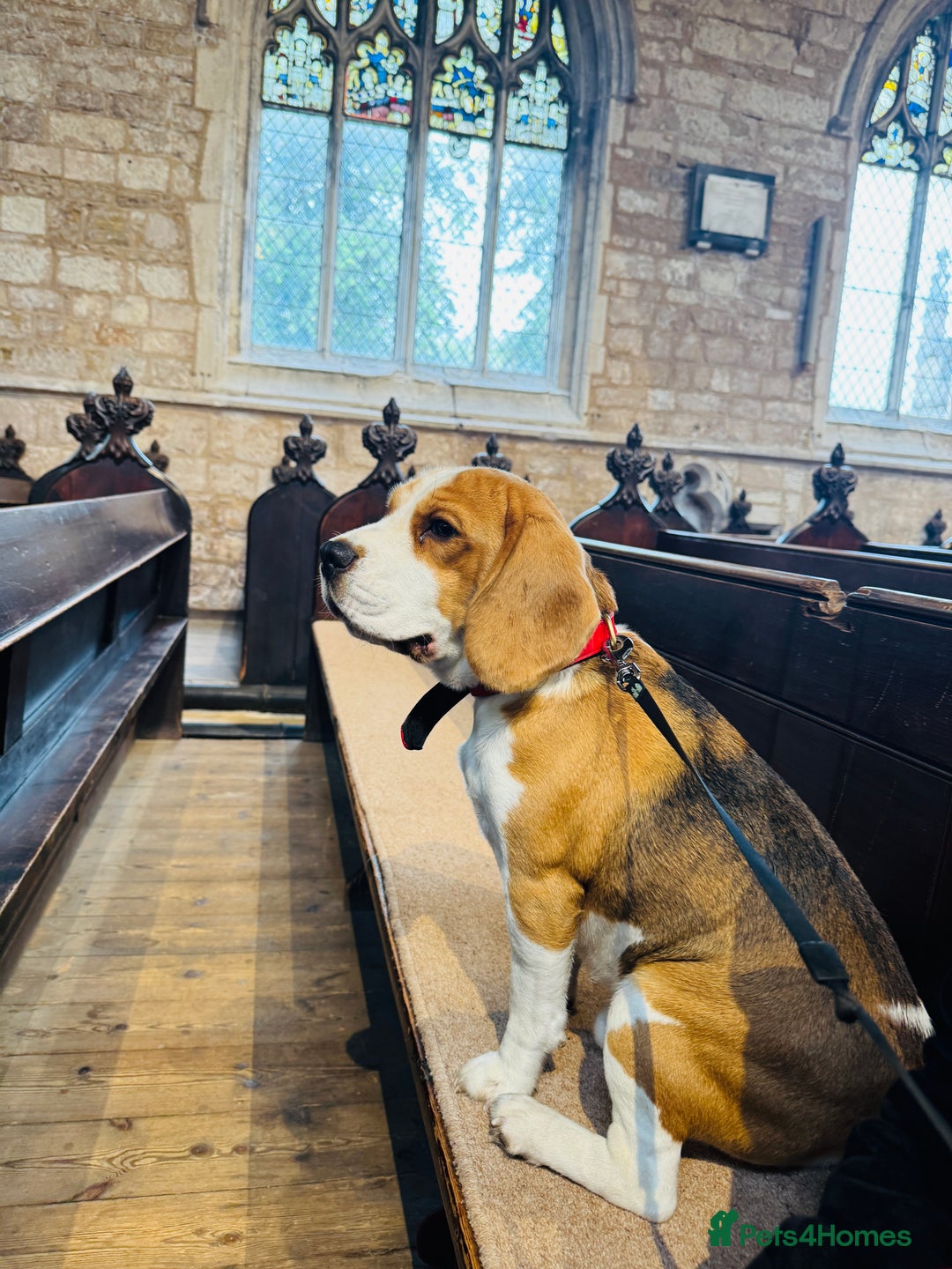 Beagle dogs for sale: Friendly  beautiful Beagle  - Advert 2