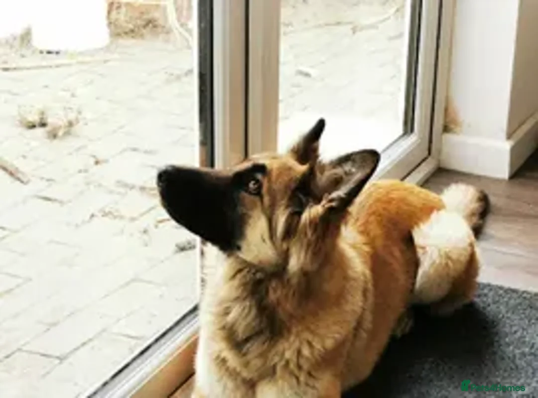German Shepherd dogs for sale: Male KC Registered German Shepherd Puppy  - Advert 7