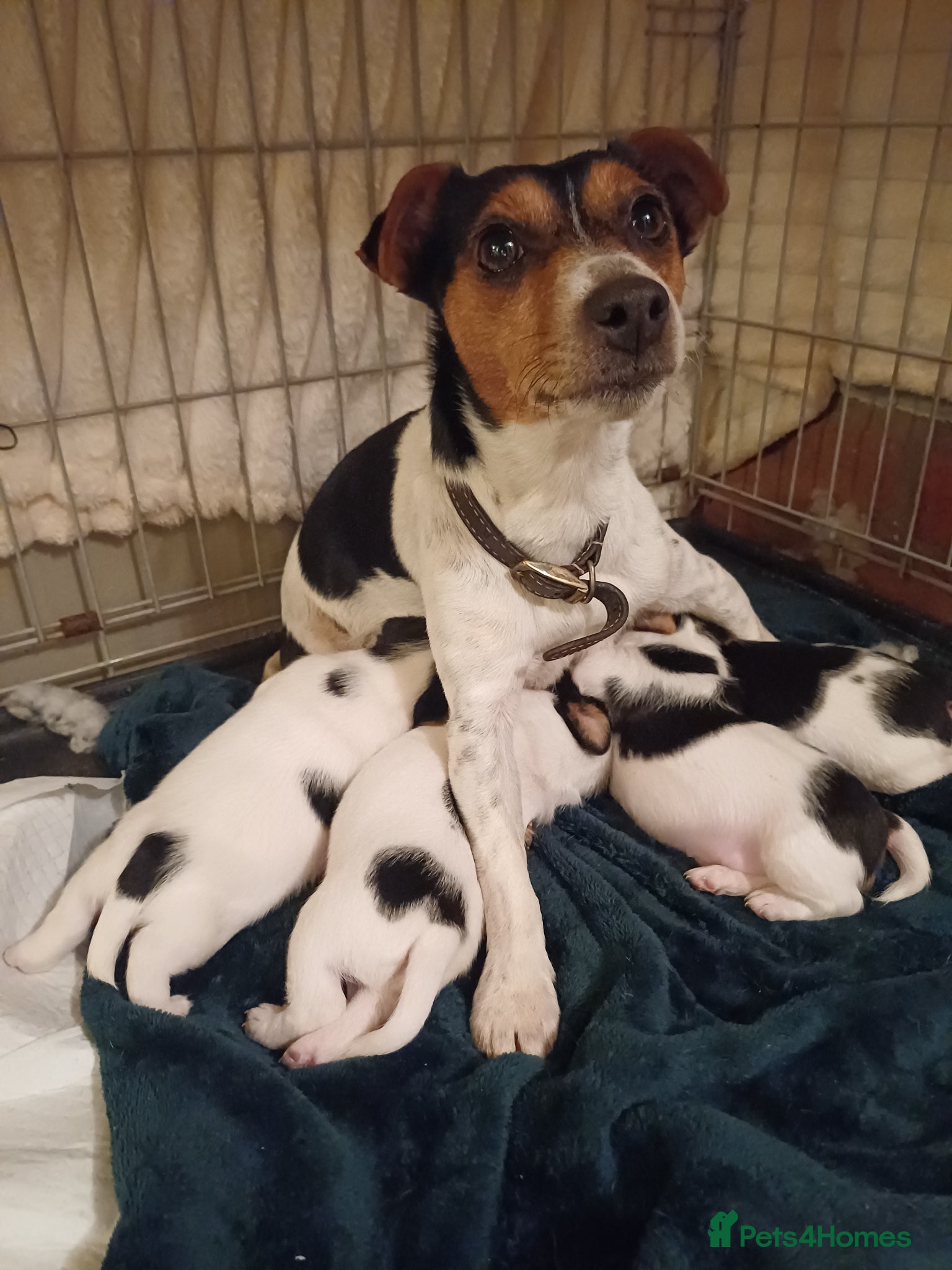 Jack Russell dogs Three Beautiful  Boys....  - Advert 2