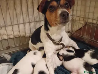 Jack Russell dogs Three Beautiful Boys.... - Advert 2