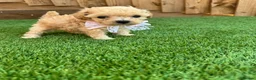 Cockapoo dogs for sale: Beautiful Cockapoo Puppies - Advert 15