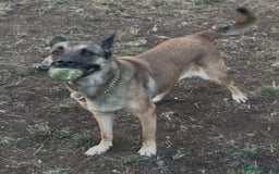 Belgian Shepherd Dog dogs for adoption: Cairo is looking for her forever home - Image 6