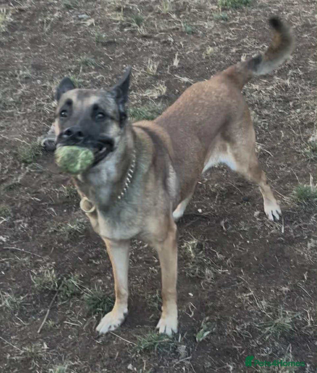 Belgian Shepherd Dog dogs for adoption: Cairo is looking for her forever home - Image 6