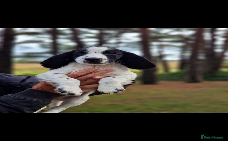 Cocker Spaniel dogs - Advert 2