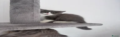 British Longhair Kitten 3