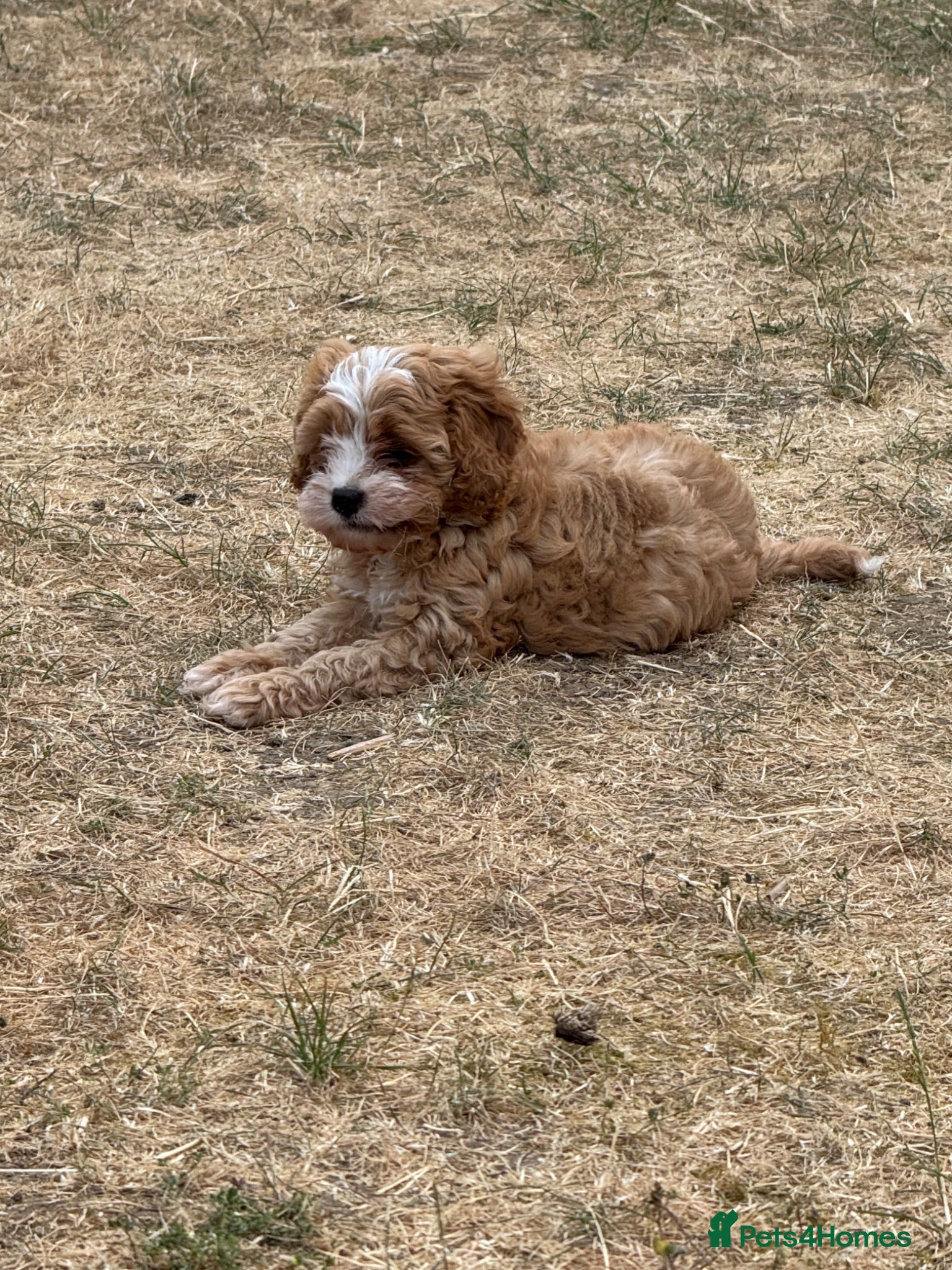 Cavapoo dogs Red & White Cavapoo Puppy - Ready Now - Advert 1
