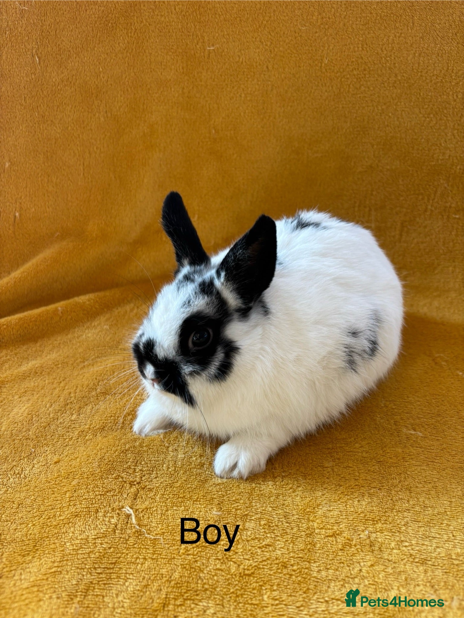 Mini Lop rabbits Stunning bunnies  - Advert 15