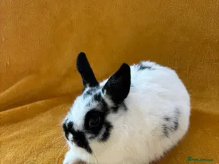 Mini Lop rabbits Stunning bunnies - Advert 15