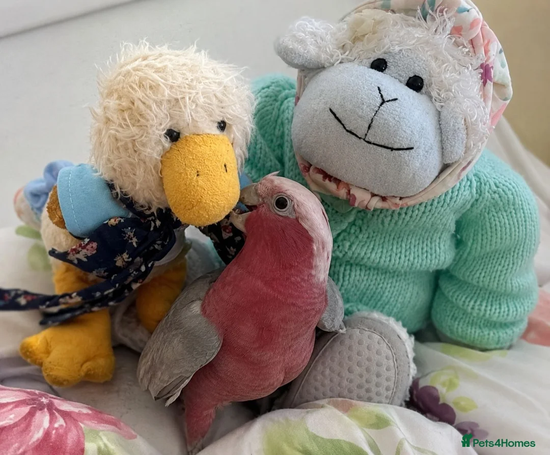 Cockatoo birds for sale: Hand reared baby Galah cockatoos DNA tested cages - Advert 1