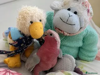 Cockatoo birds Hand reared baby Galah cockatoos DNA tested cages - Advert 1