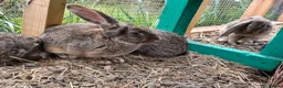 Continental Giant rabbits for sale: Giant conti with giant french lop - Advert 15