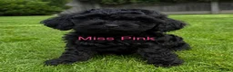 Cavapoo dogs for sale: Exceptional health tested tiny toy Cavapoos - Advert 7