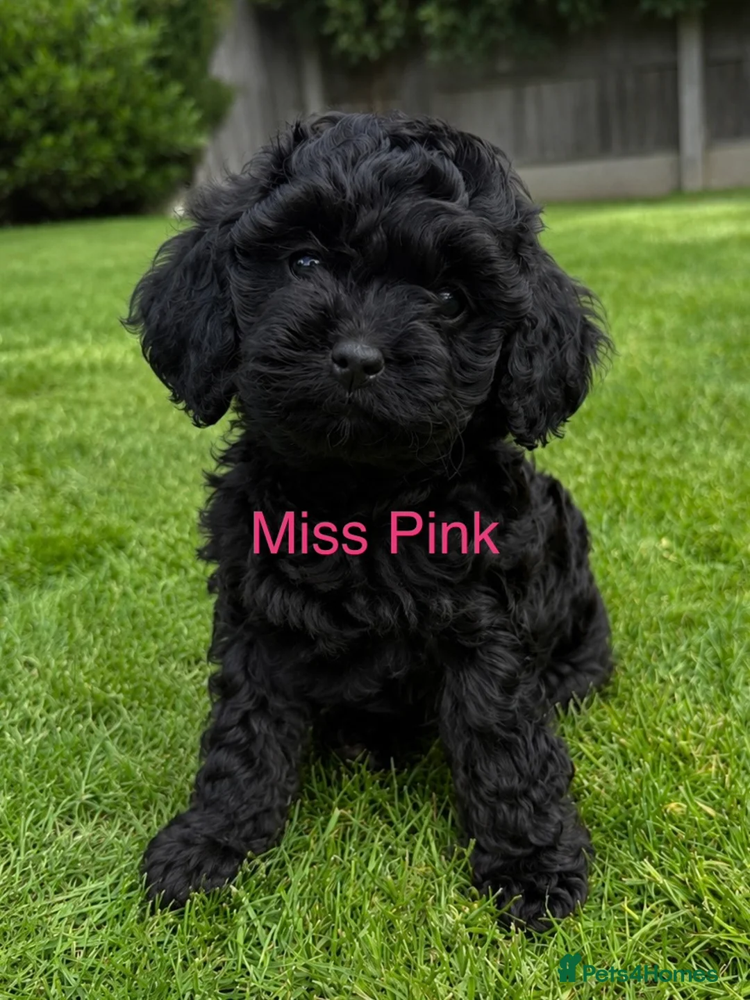 Cavapoo dogs for sale: Exceptional health tested tiny toy Cavapoos - Advert 7