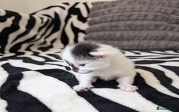 Mixed Breed cats for sale: Kittens  - Image 9