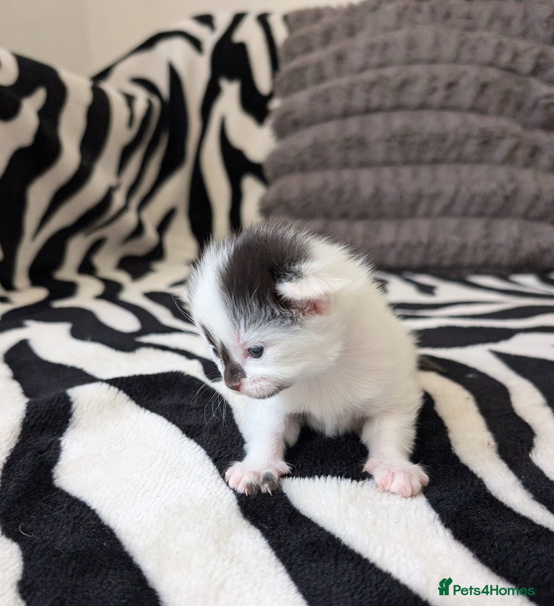 Mixed Breed cats for sale: Kittens  - Image 9