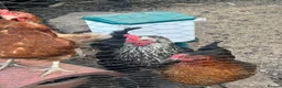 Chickens poultry for sale: 5 chickens, coop, accessories  in Southport - Advert 2