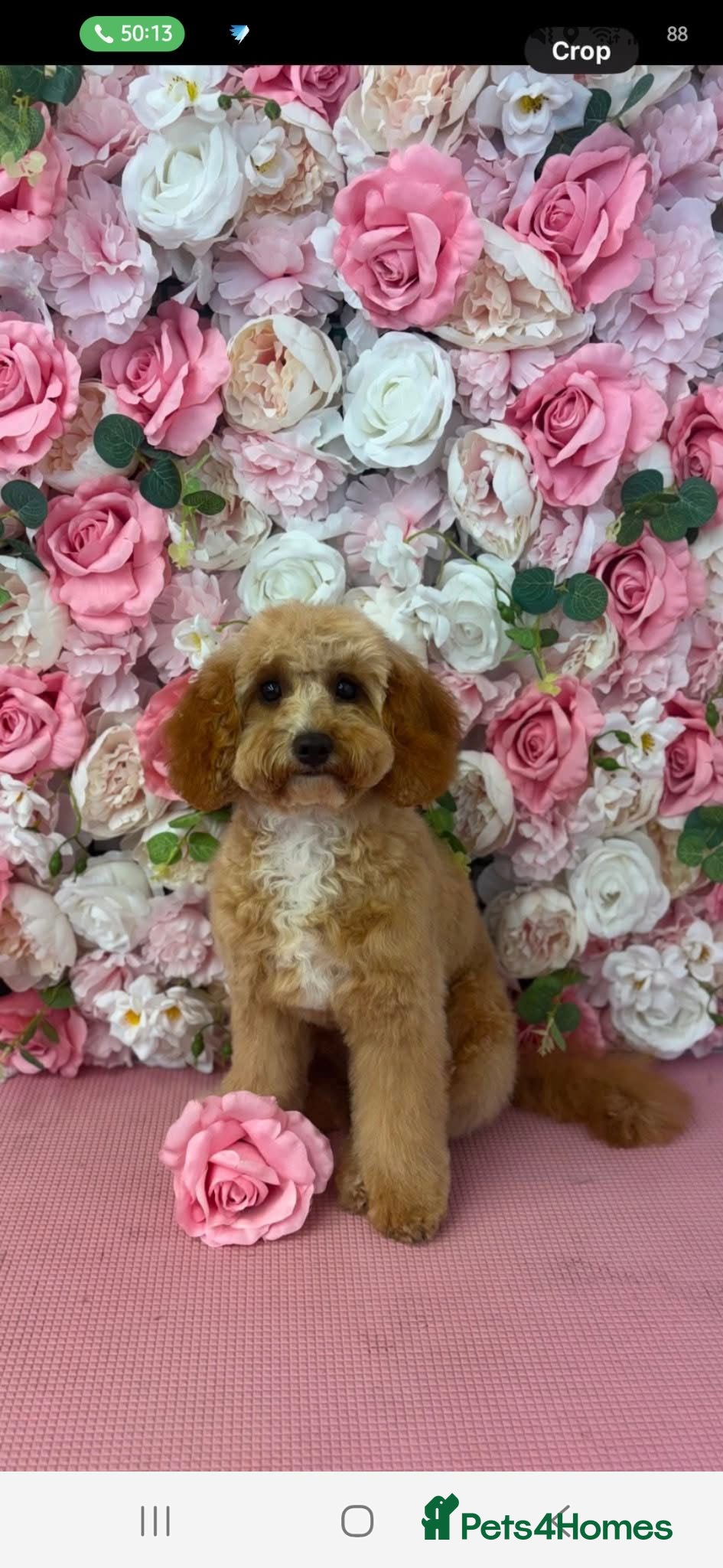 Cavapoo dogs beautiful litter of 6  - Advert 1