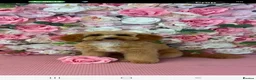 Cavapoo dogs for sale: beautiful litter of 6  in Dudley - Advert 1