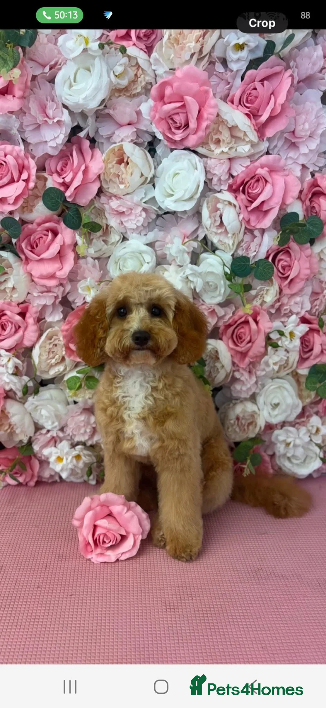 Cavapoo dogs for sale: beautiful litter of 6  in Dudley - Advert 1