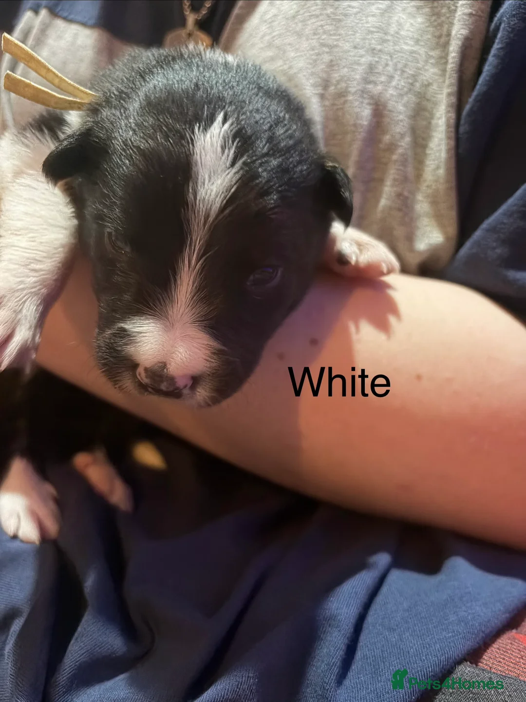 Border Collie dogs for sale: ONLY ONE BOY REMAINING (READY TO GO TUE) - Advert 10