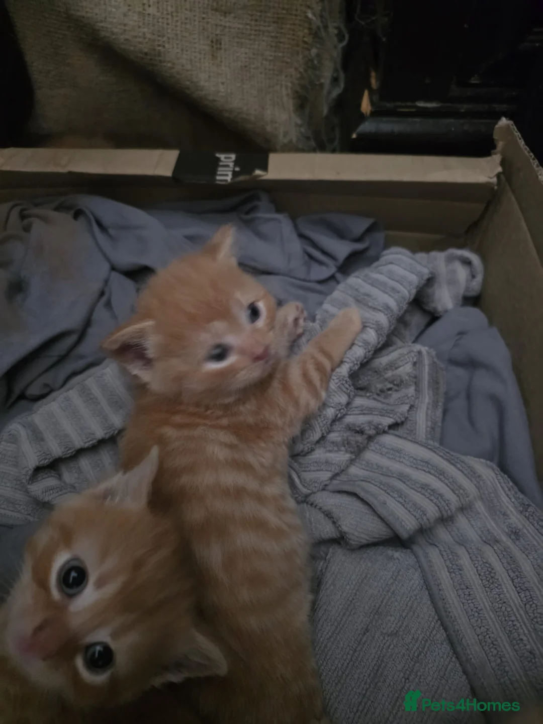 Mixed Breed cats for sale: Gorgeous mixed kittens for sale - Advert 2