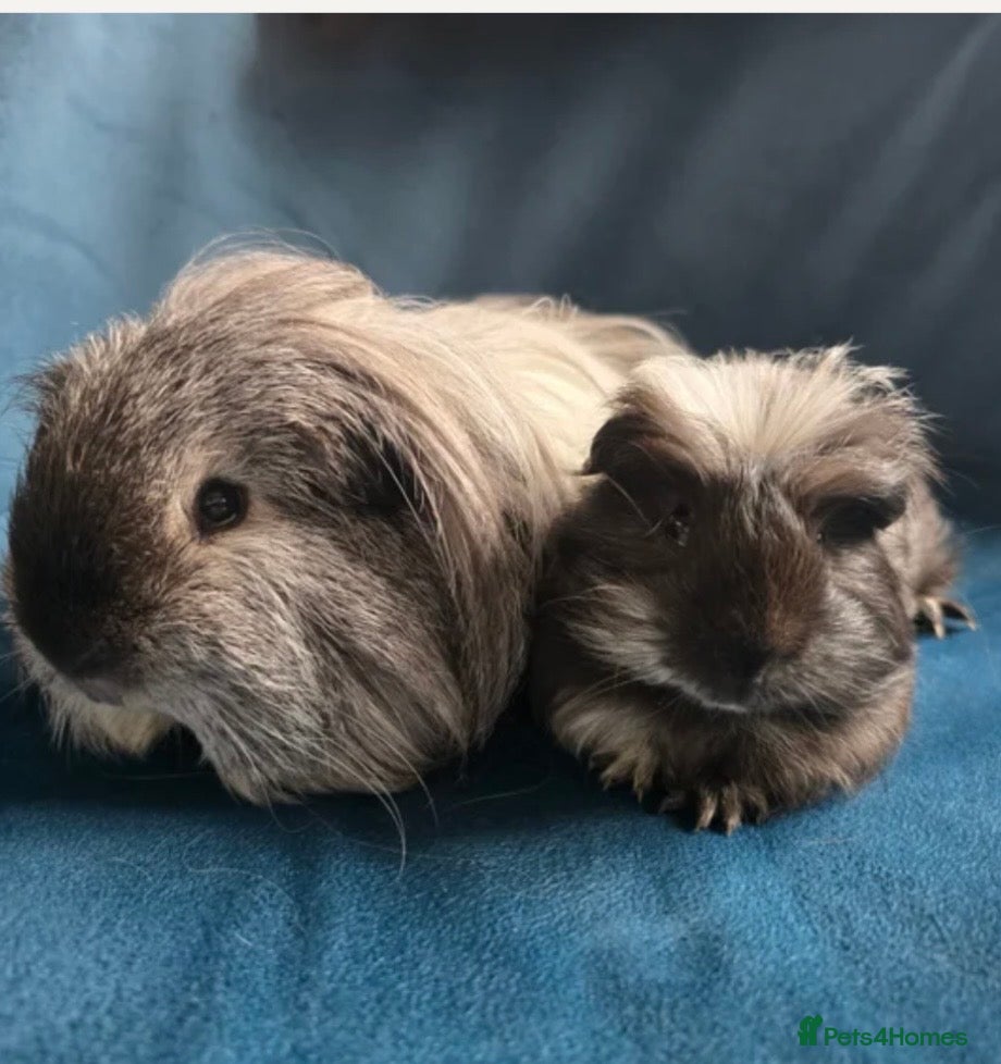 Guinea Pig rodents Father & son Swiss Californian pair - Advert 1