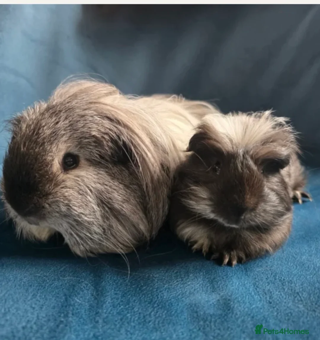 Guinea Pig rodents for sale: Father & son Swiss Californian pair in Sandy - Advert 1