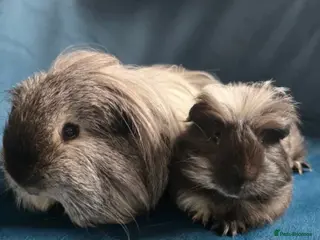 Guinea Pig rodents Father & son Swiss Californian pair - Advert 1