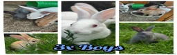 New Zealand rabbits for sale: 🐰 Baby Rabbits Ready for Their Forever Homes 🐰 - Advert 3