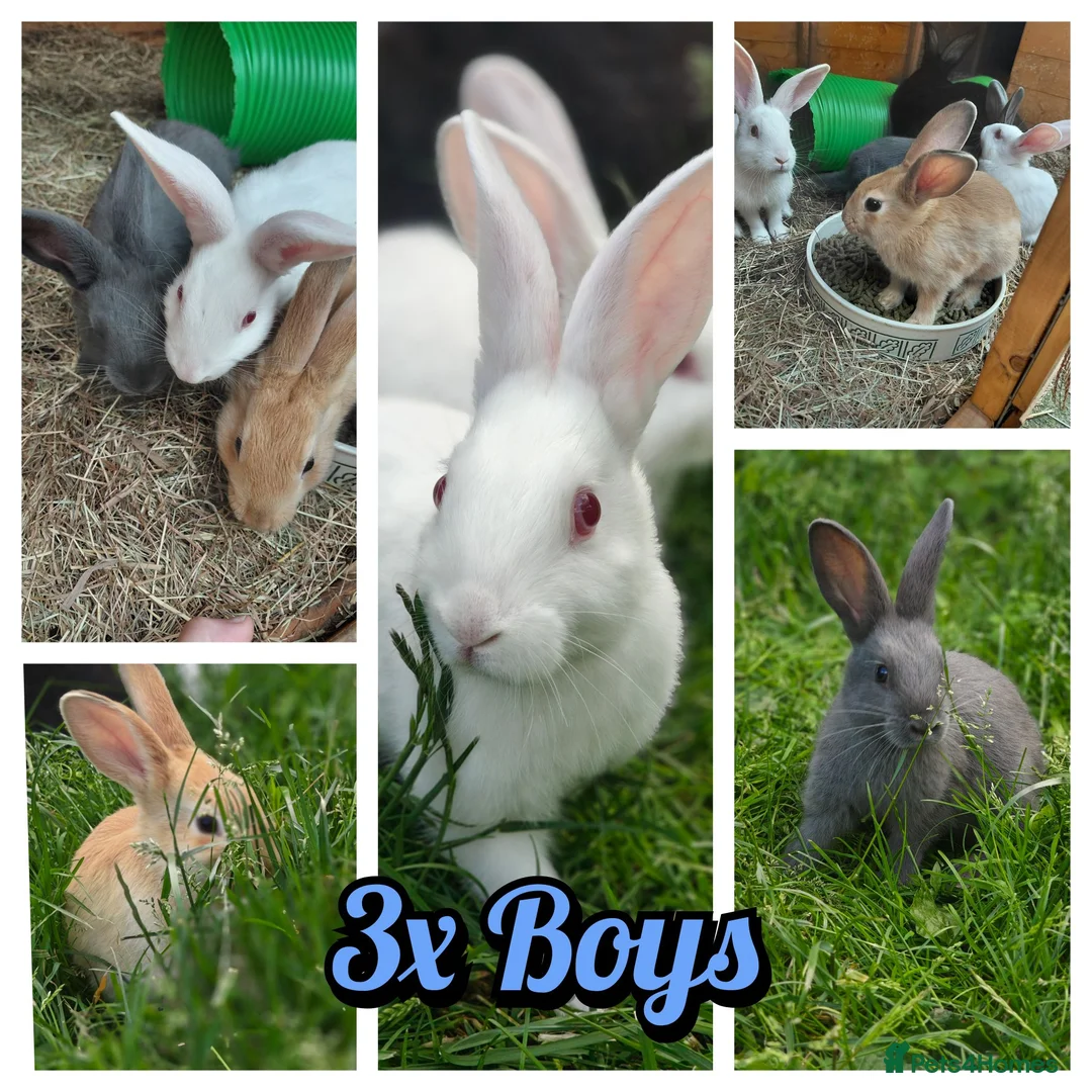 New Zealand rabbits for sale: 🐰 Baby Rabbits Ready for Their Forever Homes 🐰 - Advert 3