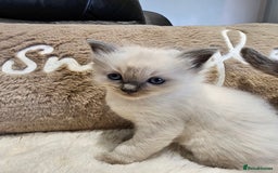 Ragdoll cats for sale: Stunning ragdoll kittens  - Advert 13