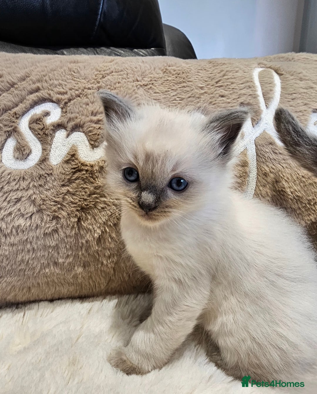 Ragdoll cats for sale: Stunning ragdoll kittens  - Advert 13