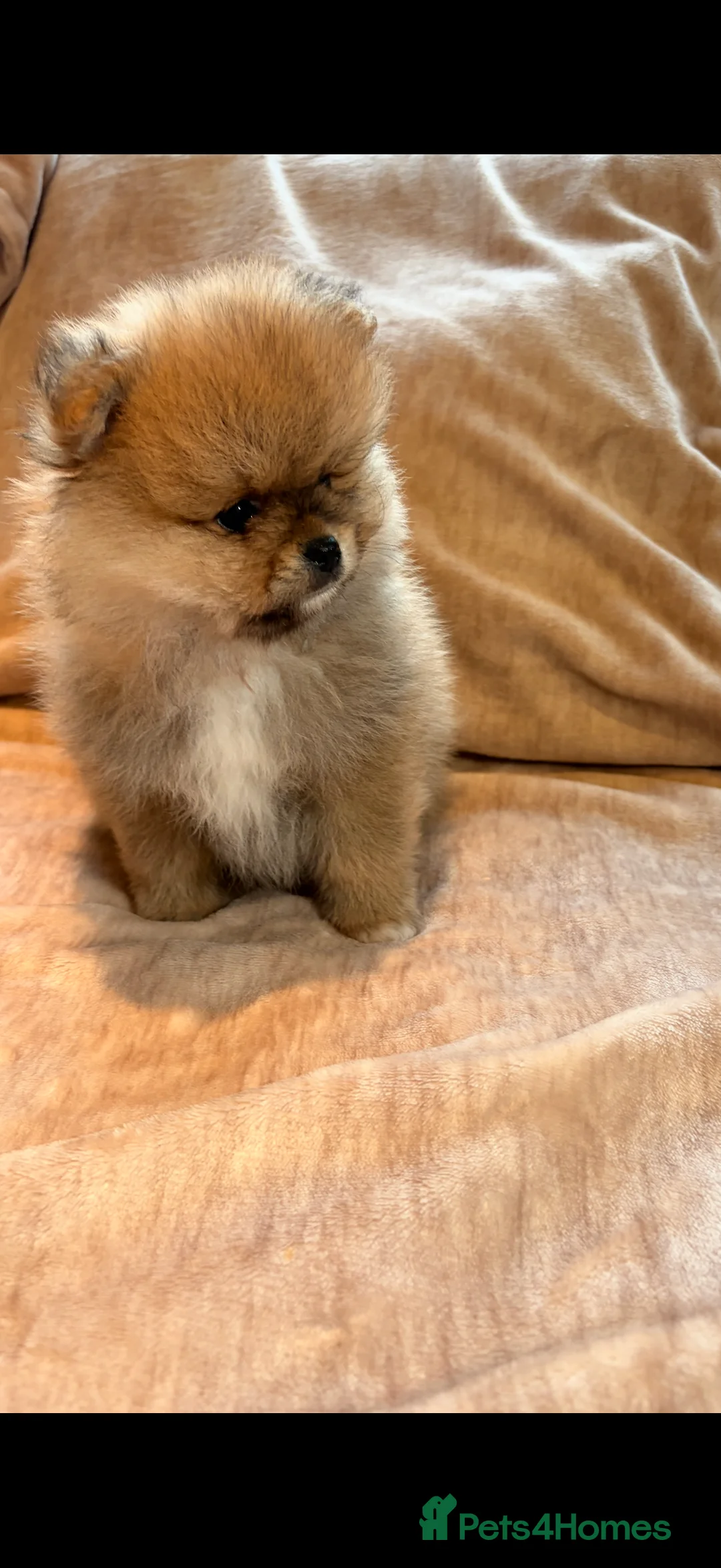 Pomeranian dogs for sale: Beautiful Pomeranian babies - Advert 7