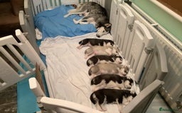Siberian Husky dogs for sale: Gorgeous husky pups - Image 12
