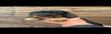 Dachshund Puppy 5