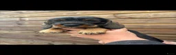 Dachshund dogs for sale: Dachshund KC wire haired puppies  - Advert 20