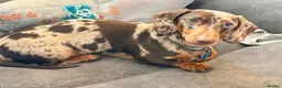 Miniature Dachshund dogs for sale: Loving homes needed  in Taunton - Advert 2