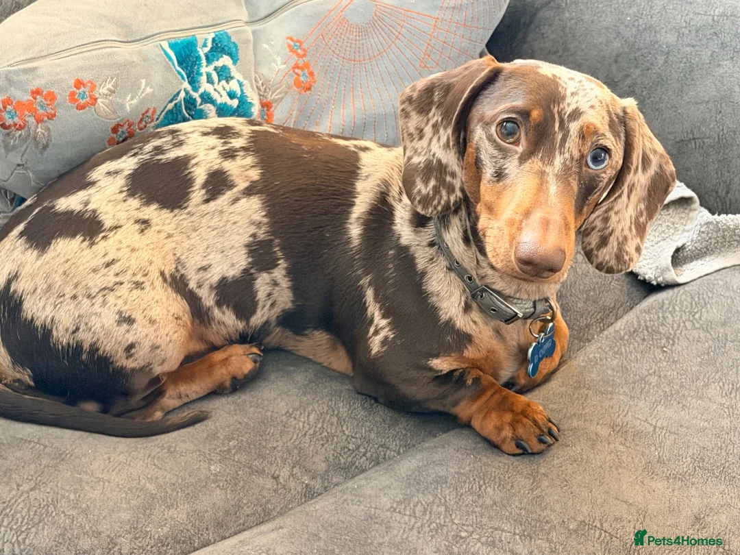Miniature Dachshund dogs for sale: Loving homes needed  in Taunton - Advert 2