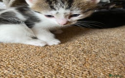Mixed Breed cats for sale: Beautiful Kittens - Ready now in Maidstone - Image 12