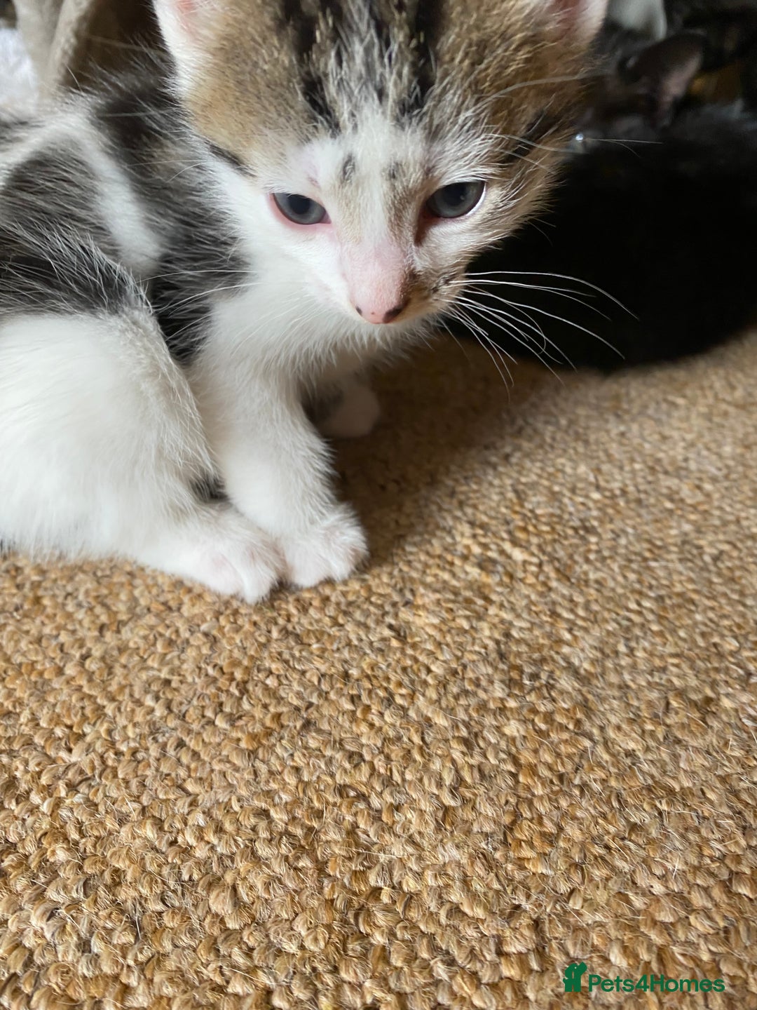 Mixed Breed cats for sale: Beautiful Kittens - Ready now in Maidstone - Image 12