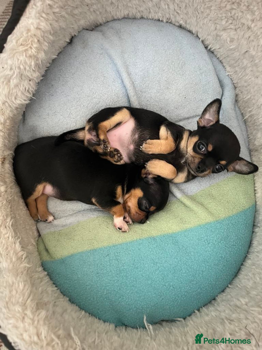 Chihuahua dogs for sale: 2 chihuahua puppies  - Image 13